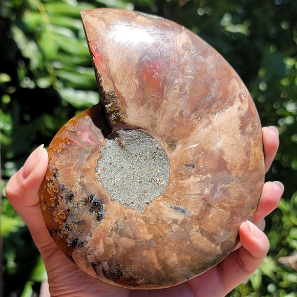 NEW 4.75" x 5.75" MADAGASCAR AGATIZED AMMONITE FOSSIL - Picture 13 of 16